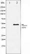 alpha-Tubulin antibody, orb106544, Biorbyt, Western Blot image 