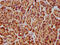MEP antibody, CSB-PA863161LA01HU, Cusabio, Immunohistochemistry frozen image 