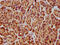 Neurolysin, mitochondrial antibody, CSB-PA863161LA01HU, Cusabio, Immunohistochemistry frozen image 