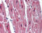 RNA Binding Motif Protein 24 antibody, ARP41156_P050, Aviva Systems Biology, Immunohistochemistry paraffin image 