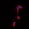 Free Fatty Acid Receptor 2 antibody, abx121931, Abbexa, Western Blot image 