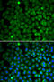 Nucleoporin 62 antibody, 18-670, ProSci, Immunofluorescence image 