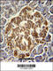 GTP cyclohydrolase I antibody, 62-065, ProSci, Immunohistochemistry paraffin image 