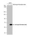 Estrogen Receptor 2 antibody, NB200-305, Novus Biologicals, Western Blot image 