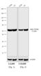 Rat IgG antibody, A24558, Invitrogen Antibodies, Western Blot image 