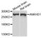 Ankyrin Repeat And KH Domain Containing 1 antibody, A07885, Boster Biological Technology, Western Blot image 