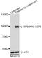 Ribosomal Protein S6 Kinase A5 antibody, LS-C750605, Lifespan Biosciences, Western Blot image 