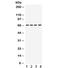 Syntaxin Binding Protein 2 antibody, R32239, NSJ Bioreagents, Western Blot image 