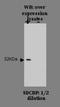 Syndecan Binding Protein antibody, NBP2-50287, Novus Biologicals, Western Blot image 