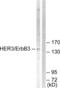 Erb-B2 Receptor Tyrosine Kinase 3 antibody, LS-C117910, Lifespan Biosciences, Western Blot image 