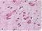 Cullin 1 antibody, TA319256, Origene, Immunohistochemistry frozen image 