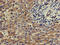 SLU7 Homolog, Splicing Factor antibody, CSB-PA021783LA01HU, Cusabio, Immunohistochemistry frozen image 