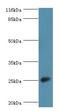 Calneuron 1 antibody, LS-C372100, Lifespan Biosciences, Western Blot image 