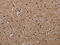 CLDN1 antibody, CSB-PA271638, Cusabio, Immunohistochemistry frozen image 