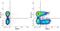 Mouse IgG1 Isotype Control antibody, MCA928PE, Bio-Rad (formerly AbD Serotec) , Flow Cytometry image 