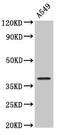 NDRG Family Member 4 antibody, LS-C671565, Lifespan Biosciences, Western Blot image 