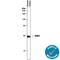 Superoxide Dismutase 3 antibody, AF3420, R&D Systems, Western Blot image 