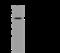 Tetratricopeptide Repeat Domain 23 antibody, 203841-T36, Sino Biological, Western Blot image 