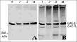 Huntingtin antibody, HM4841, ECM Biosciences, Western Blot image 