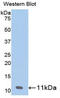 Pro-Platelet Basic Protein antibody, LS-C298472, Lifespan Biosciences, Western Blot image 