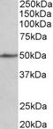 Kelch Domain Containing 8B antibody, 42-921, ProSci, Enzyme Linked Immunosorbent Assay image 