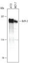 BCL9 Like antibody, AF4967, R&D Systems, Western Blot image 