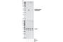 SMAD Family Member 3 antibody, 9520P, Cell Signaling Technology, Western Blot image 