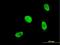 Homeobox A5 antibody, H00003202-M05, Novus Biologicals, Immunofluorescence image 