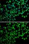 FKBP Prolyl Isomerase 6 antibody, GTX32605, GeneTex, Immunocytochemistry image 