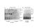STEAP4 Metalloreductase antibody, NB100-68162, Novus Biologicals, Immunoprecipitation image 