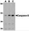 Caspase 5 antibody, 3457, ProSci, Western Blot image 