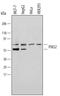 Protein Inhibitor Of Activated STAT 2 antibody, AF4768, R&D Systems, Western Blot image 