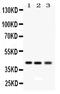 RAGE antibody, PB9469, Boster Biological Technology, Western Blot image 