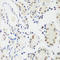Methyl-CpG Binding Protein 2 antibody, LS-C334225, Lifespan Biosciences, Immunohistochemistry frozen image 