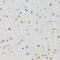 Activating Transcription Factor 2 antibody, 18-540, ProSci, Immunohistochemistry frozen image 