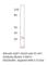 Aquaporin 7 antibody, AQP7-701AP, FabGennix, Western Blot image 