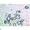 EPH Receptor B3 antibody, LS-C813848, Lifespan Biosciences, Immunohistochemistry paraffin image 