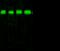 Prolyl 4-Hydroxylase Subunit Beta antibody, 10827-RP01, Sino Biological, Western Blot image 