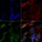 Autophagy Related 4B Cysteine Peptidase antibody, LS-C773878, Lifespan Biosciences, Immunocytochemistry image 