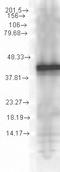 DnaJ Heat Shock Protein Family (Hsp40) Member B1 antibody, LS-C231942, Lifespan Biosciences, Western Blot image 