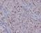 Cyclin Dependent Kinase 2 antibody, M00166, Boster Biological Technology, Immunohistochemistry frozen image 