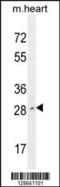Limb And CNS Expressed 1 antibody, 55-423, ProSci, Western Blot image 