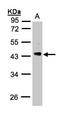 Phosducin Like antibody, LS-C185860, Lifespan Biosciences, Western Blot image 