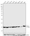 Profilin 1 antibody, 720121, Invitrogen Antibodies, Western Blot image 