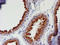 Myocyte Enhancer Factor 2C antibody, LS-C172614, Lifespan Biosciences, Immunohistochemistry frozen image 