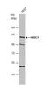 Hexokinase Domain Containing 1 antibody, NBP2-43539, Novus Biologicals, Western Blot image 