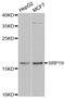 Signal Recognition Particle 19 antibody, A6752, ABclonal Technology, Western Blot image 