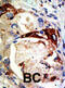 MYB Proto-Oncogene, Transcription Factor antibody, abx031602, Abbexa, Western Blot image 
