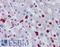 Ras Association Domain Family Member 2 antibody, LS-B3828, Lifespan Biosciences, Immunohistochemistry paraffin image 