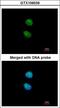 Zinc Finger With KRAB And SCAN Domains 3 antibody, LS-C185760, Lifespan Biosciences, Immunocytochemistry image 